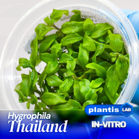 Hygrophila corymbosa Thailand INVs