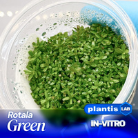 Rotala Green INVs