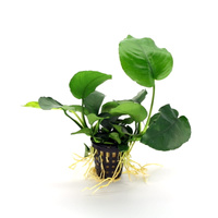 Anubias barterii E