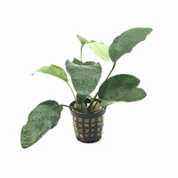 Anubias Short F