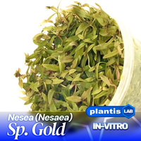 Nesea (Nesaea) gold INVs