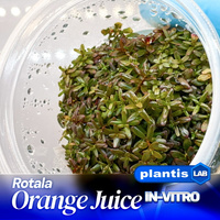 Rotala Orange Juice INVs