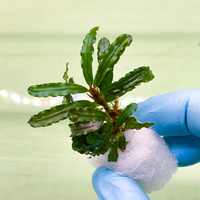 Bucephalandra Catherina - dwie sadzonki