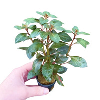 Ludwigia repens diamond red